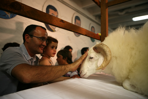 Acariciant l'anyell