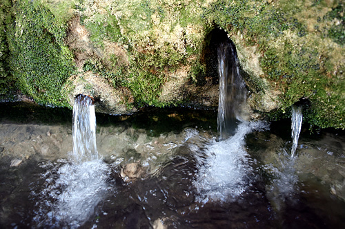 Aspecte actual dels brolladors (carotes)
