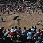 El bou capllaçat