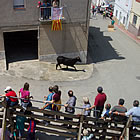 Bous al carrer a Alcanar