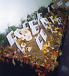 Exposició de bolets