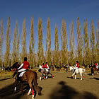 Exhibició de bestiar