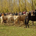 Exposició de bestiar