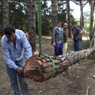 Lligant l'arbre per al transport