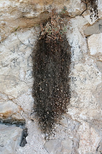 Les barbes de Sant Magí