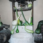 Mostra de carbasses verdes