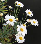 Flors de margarita