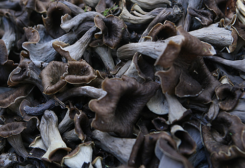 Trompetes de la mort al cistell