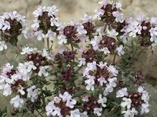 Detall de la flor del Thymus vulgaris. Foto: Pere Espinet Godayol