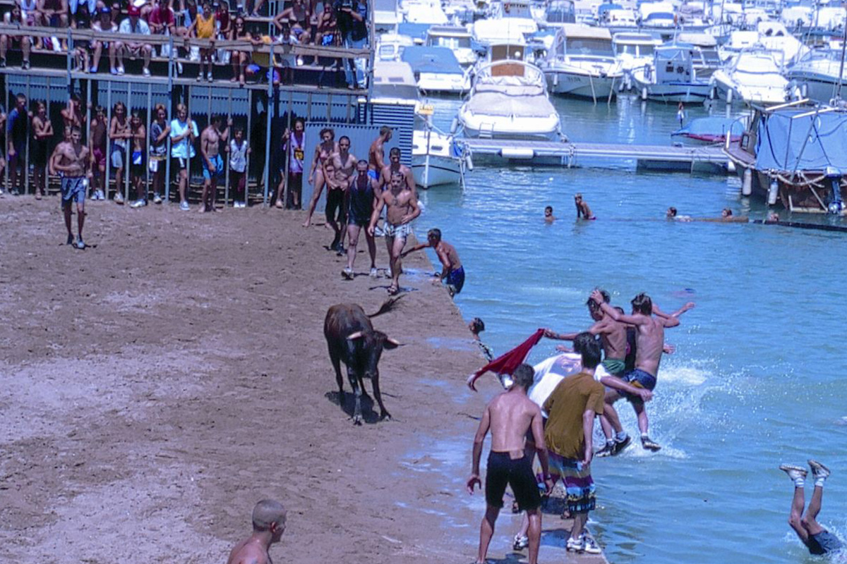 Bous a la mar a Dènia