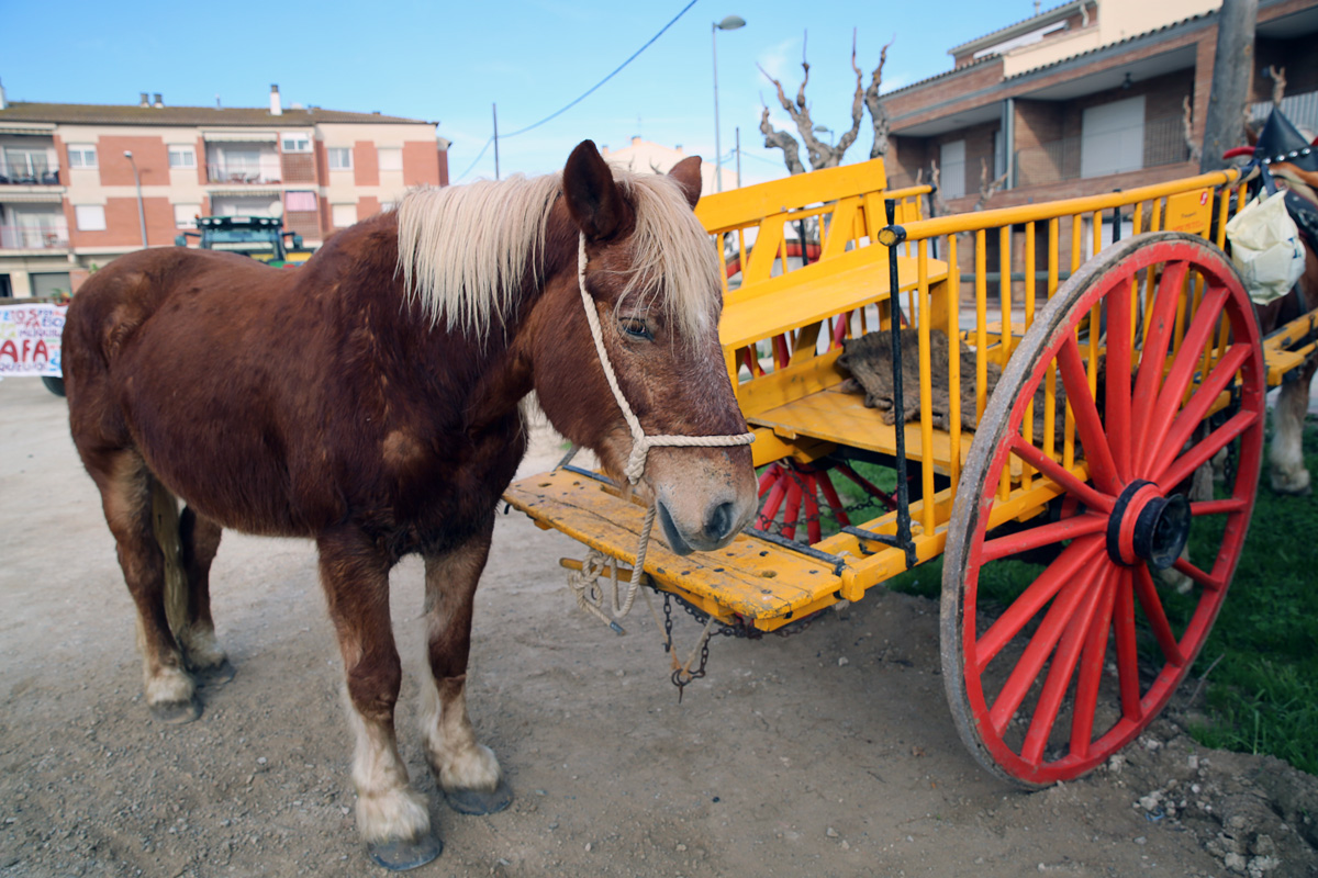 Cavall i carro, imprescindibles pel traginer