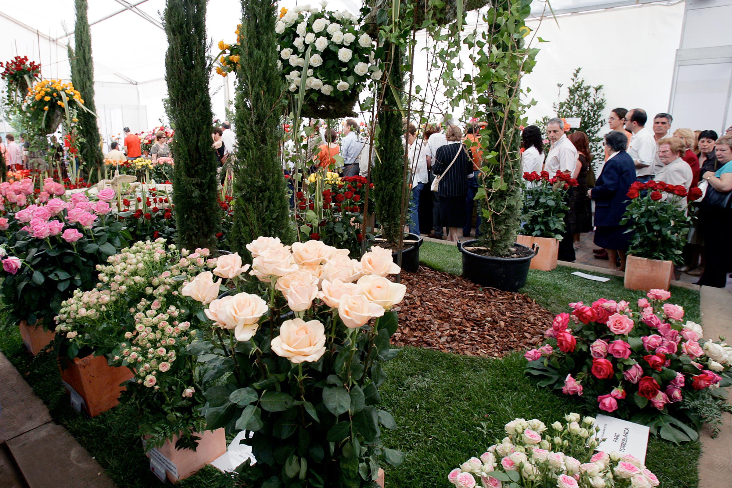 Exposició Nacional de Roses de Sant Feliu de Llobregat