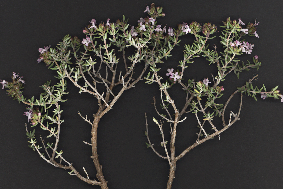 Branquilló de farigola. Foto: Herbari Virtual. Universitat de València