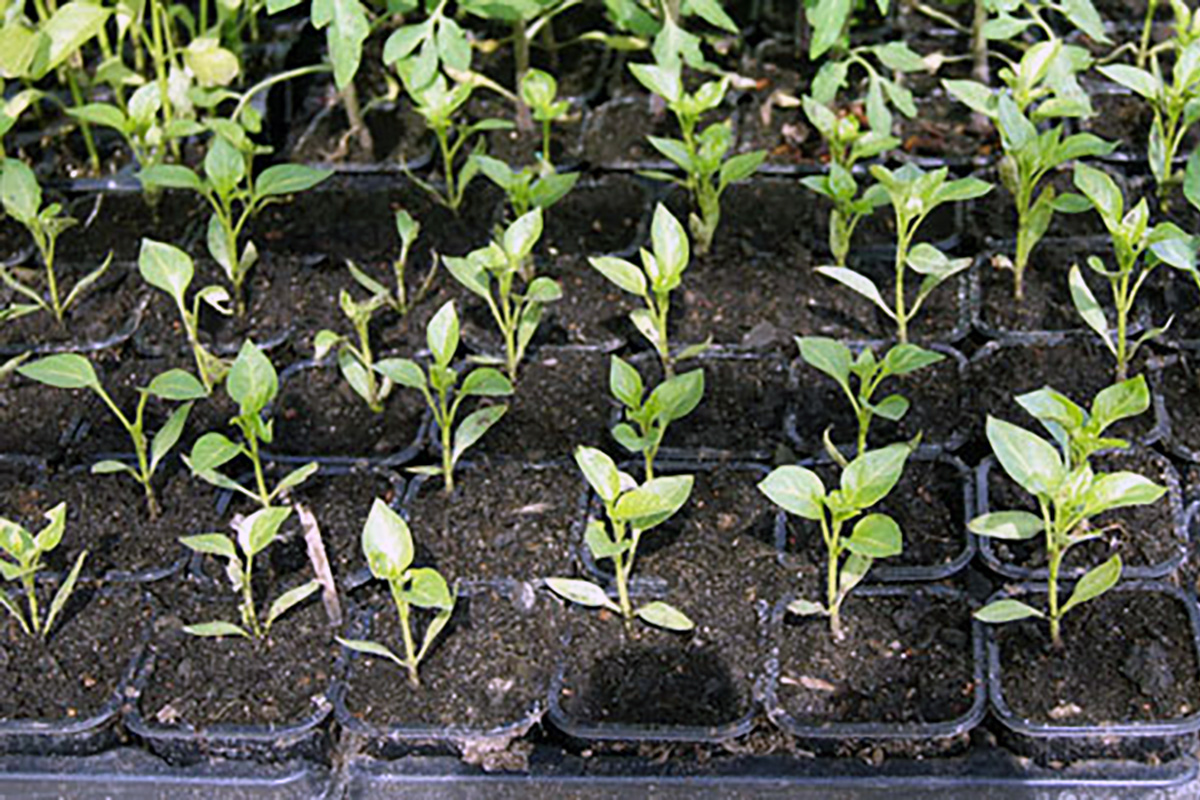 Planter per l'hort