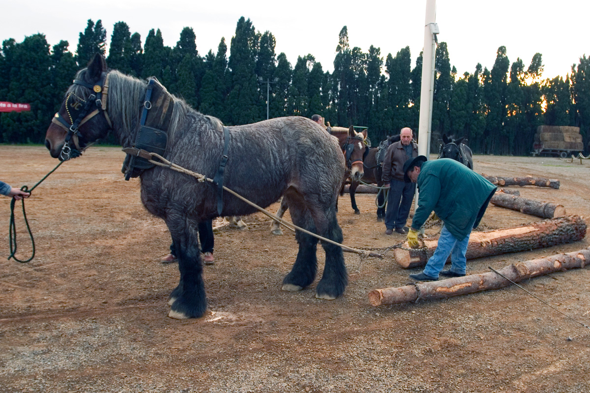 Exhibició d'arrossegament de troncs