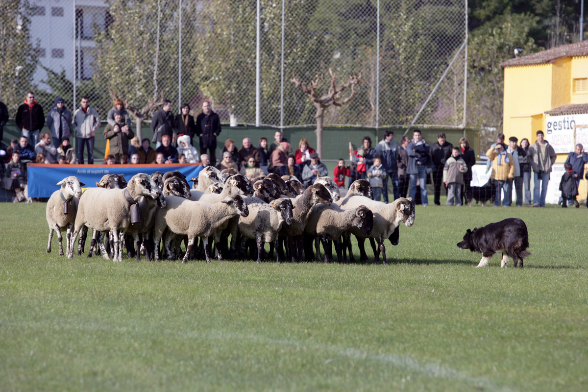 El concurs Campionat de Campions