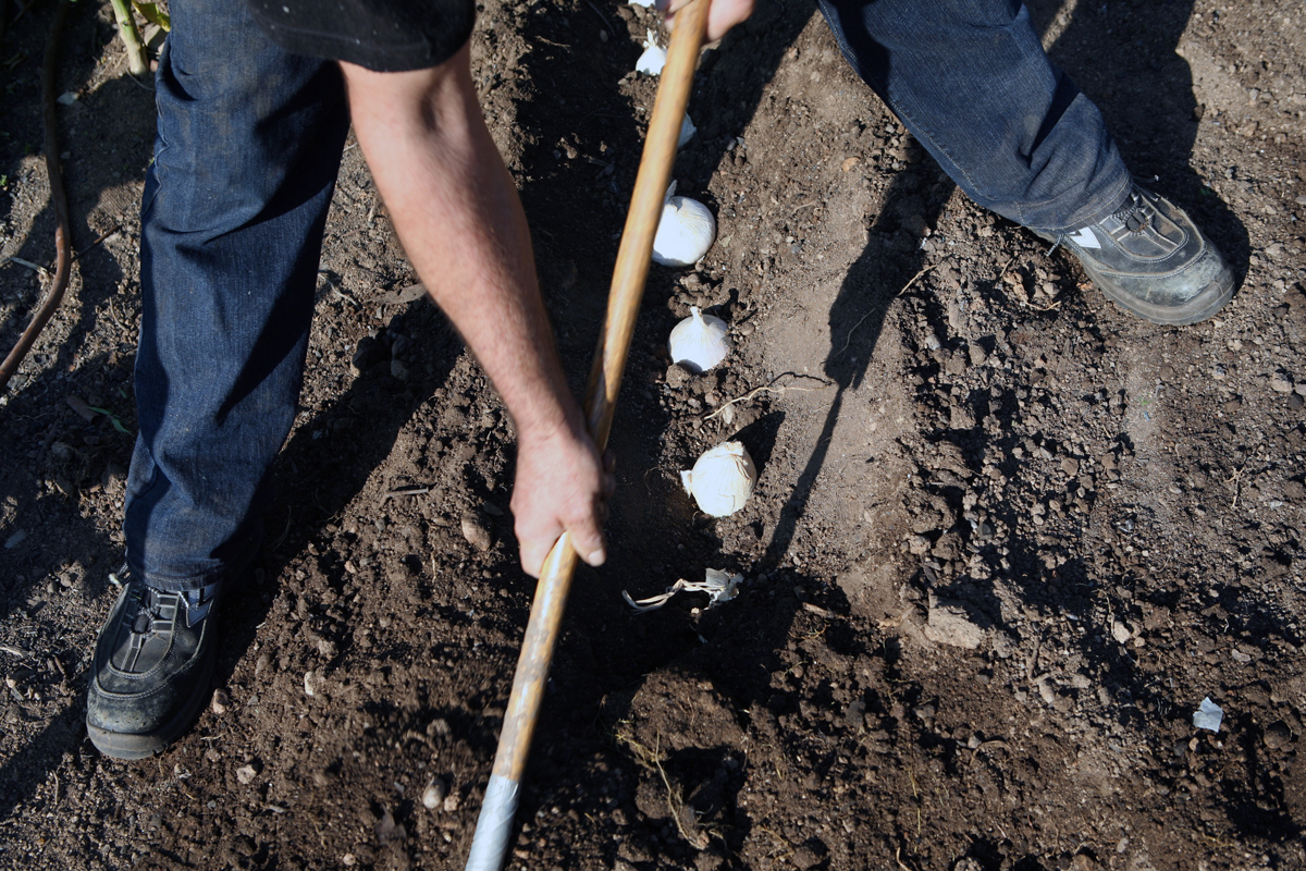 A finals d'agost es planten les cebes