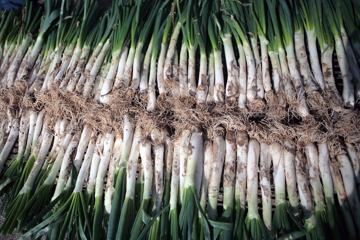 Els calçots enfilats