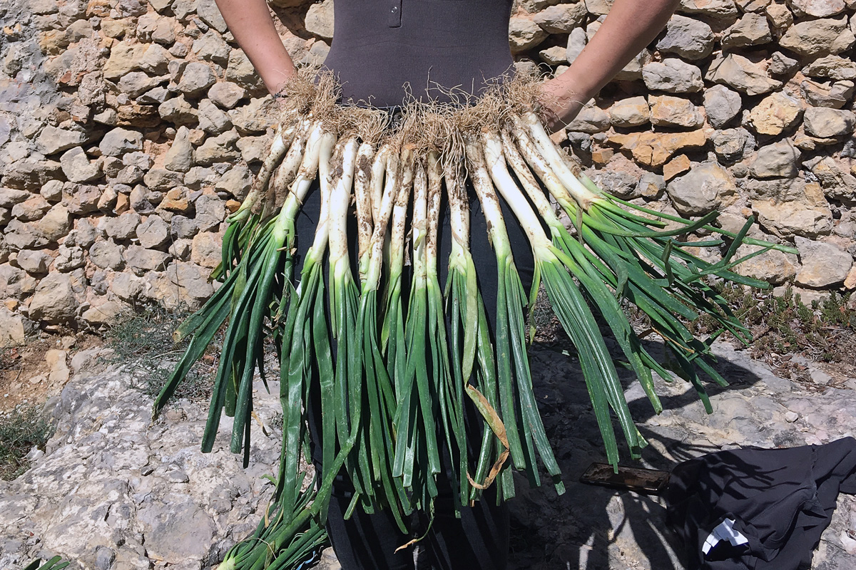 Dansa dels calçots