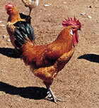 Un gall de Pota Blava