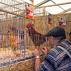 Exposició d'aviram viu
