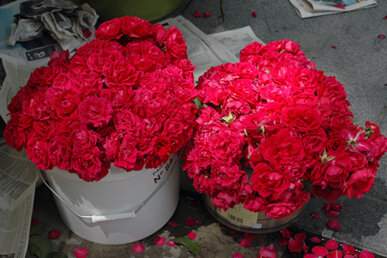 Les roses de Santa Rita