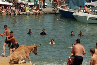 Instintivament, els bous acostumen a frenar abans de fer la passa definitiva