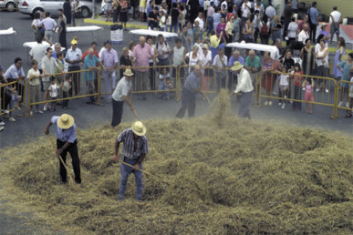 L'arròs del Delta és dels més apreciats del món