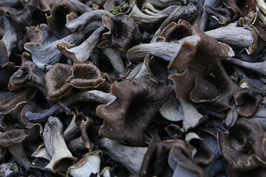Trompetes de la mort al cistell