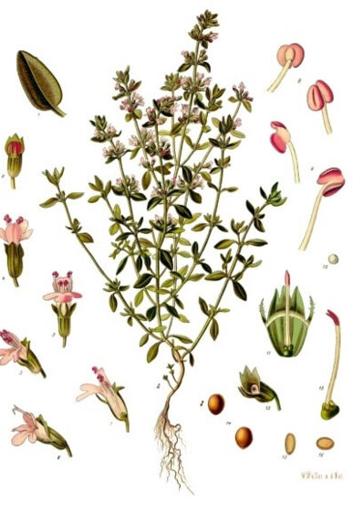 Dibuix de la farigola