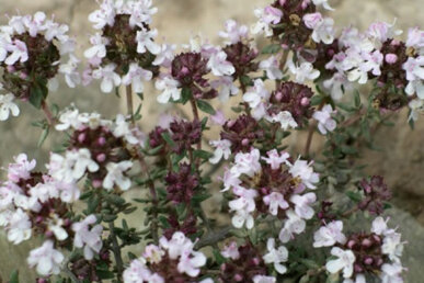 Detall de la flor del Thymus vulgaris. Foto: Pere Espinet Godayol