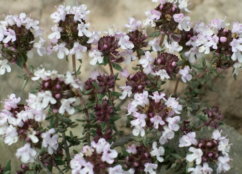 Detall de la flor del Thymus vulgaris. Foto: Pere Espinet Godayol