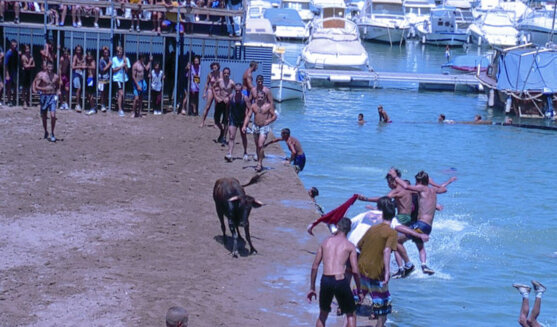 Bous a la mar a Dènia