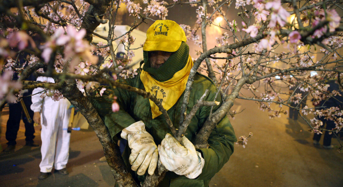 Entrada de la flor a Torrent