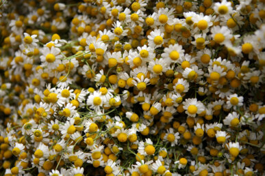 La camamilla té propietats digestives. Foto: Manel Carrera Escudé