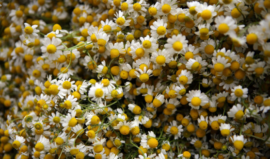 Fira d'Herbes Remeieres i Productes Artesans de Vilanova de Sau