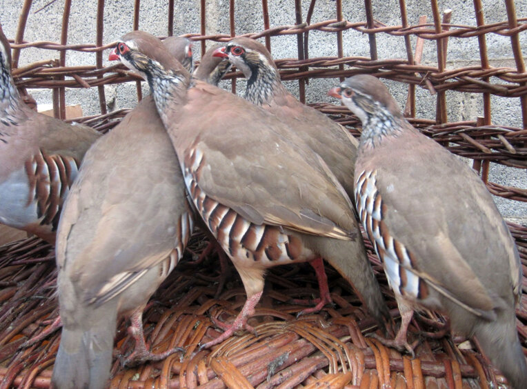 Fira de la perdiu a Vilanova de Meià