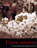 Entre cirerers