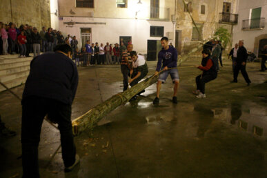 Replantada de l'arbre