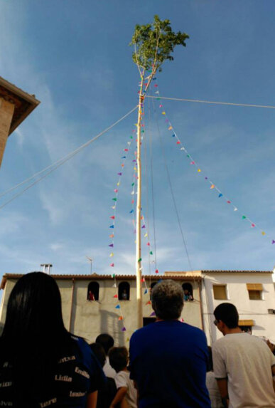 El xop, plantat a plaça