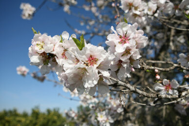 Ametller florit