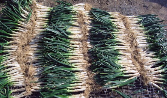 Temps de calçotades