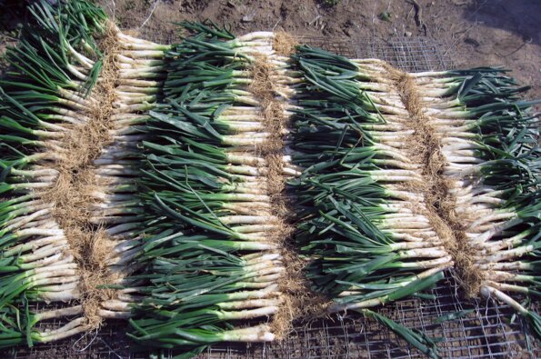 Temps de calçotades