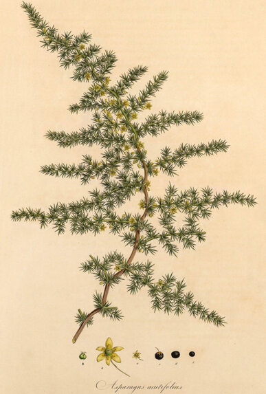 Il·lustració de la planta Asparagus acutifolius